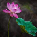 Elegant pink lotus flower in serene outdoor setting, showcasing nature's beauty and tranquility.